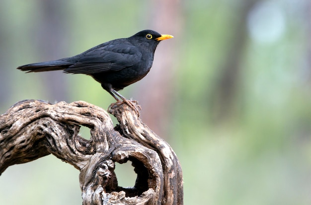 Foto macho de mirlo común, pájaros, turdus merula