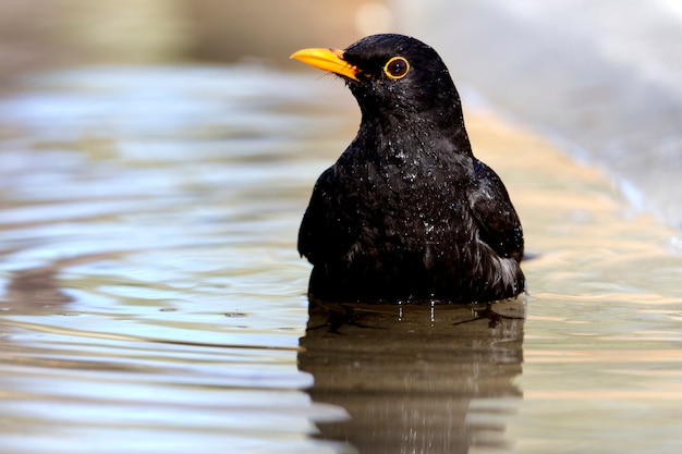 Macho de mirlo común, pájaros, Turdus merula