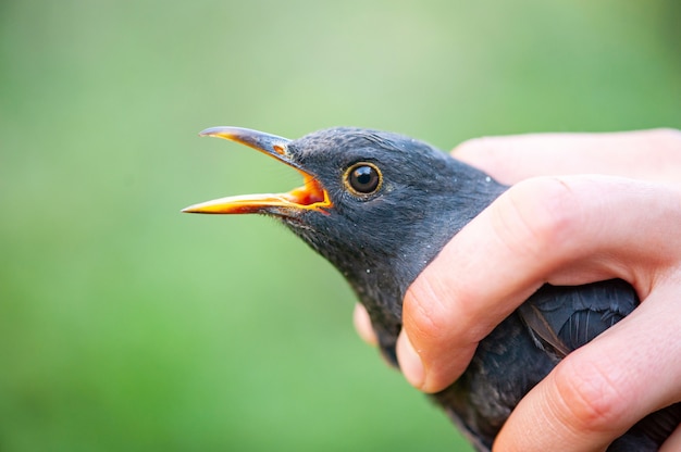 Foto macho mirlo turdus merula