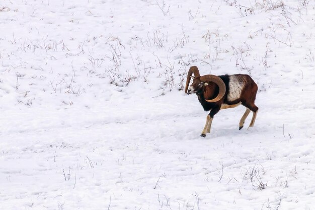 Macho de muflón en invierno Naturaleza salvaje (ovis musimon)