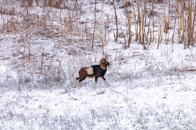 Macho de muflón en invierno Naturaleza salvaje (ovis musimon)