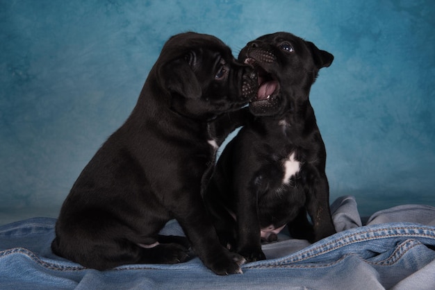 Macho negro American Staffordshire Bull Terrier perros o cachorros AmStaff sobre fondo azul.