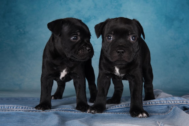 Macho negro American Staffordshire Bull Terrier perros o cachorros AmStaff sobre fondo azul.