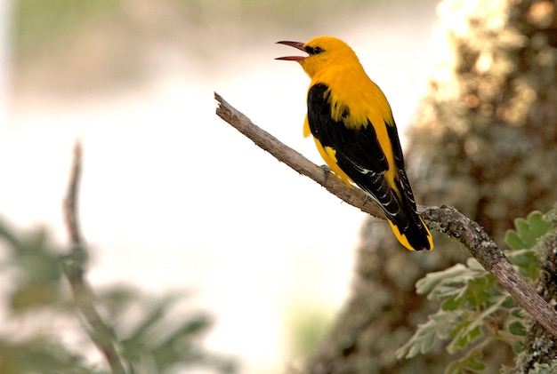 Macho de oropéndola dorada, pájaro del canto birdsm, oriolus oriolus