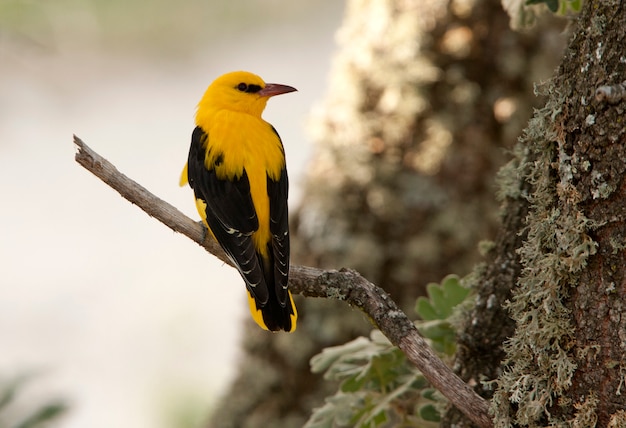 Macho de oropéndola dorada, pájaro del canto birdsm, oriolus oriolus