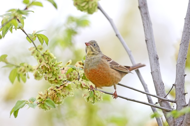 El macho ortolan buntingl en plumaje nupcial se asienta sobre una rama verde contra el cielo