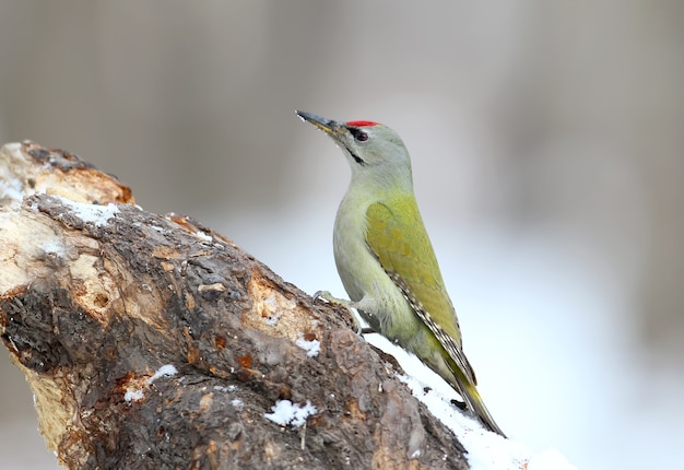 Un macho de pájaro carpintero de cabeza gris se asienta sobre un alimentador de bosque con nieve