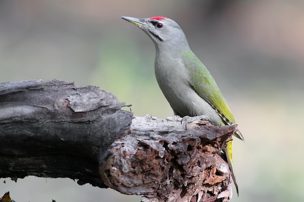 Macho de pájaro carpintero de cabeza gris (Picus canus) de cerca se sienta en un tronco junto a un alimentador con tocino y nueces