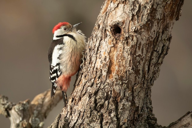 Macho de pájaro carpintero manchado medio en un bosque de robles en busca de comida después de una fuerte nevada