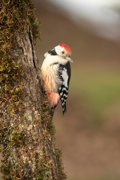 Macho de pájaro carpintero manchado medio en un bosque de robles en busca de comida después de una fuerte nevada