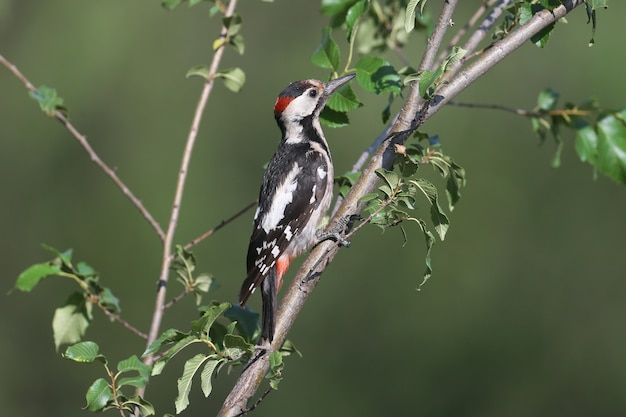 Macho de pájaro carpintero sirio en un árbol inusual para él con hojas verdes en la suave luz de la mañana