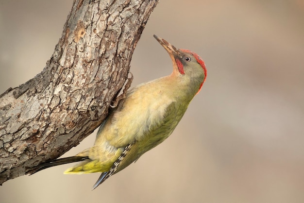 Macho de pájaro carpintero verde en un frío día de enero nevando en un bosque de robles