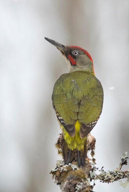 Macho de pájaro carpintero verde en un frío día de enero nevando en un bosque de robles