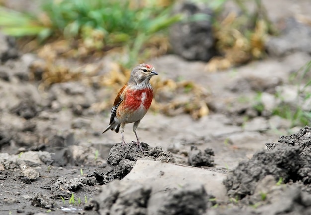 Un macho de un pardillo común se encuentra en el suelo