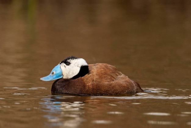 Macho de pato de cabeza blanca Oxyura leucocephala Málaga España