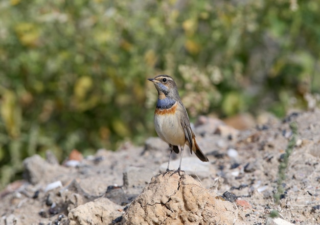 Macho pechiazul (Luscinia svecica) en plumaje de invierno filmado en ramas de plantas y sentado en el suelo closeup