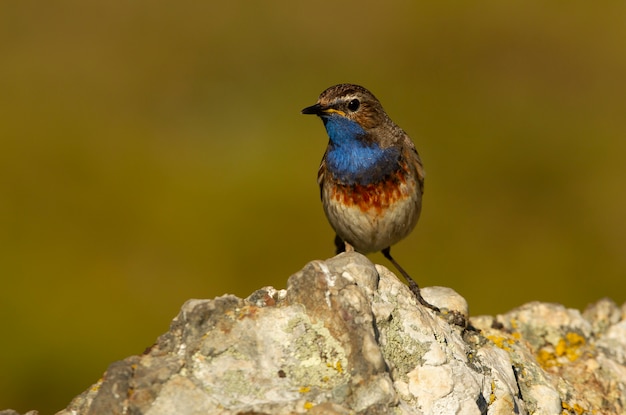 Macho de Pechiazul con el plumaje de la temporada de apareamiento, pájaros, pájaros cantores, Luscinea svecica