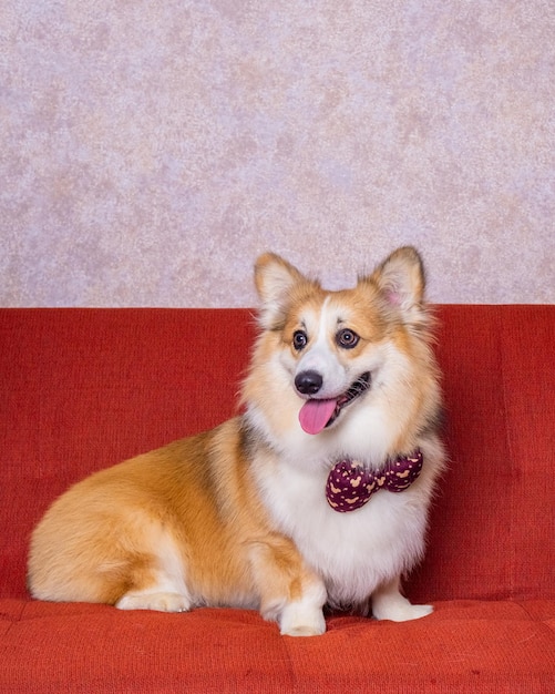 Un macho de pelo largo pembroke welsh corgi dog photoshoot studio fotografía de mascotas con concepto silla roja sofá y fondo rosa brillante