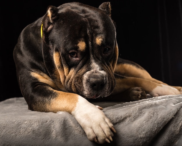 Macho de perro de raza American Bully sobre un fondo negro