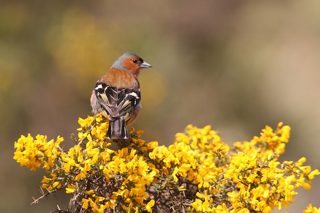 Macho de pinzón común, pájaros, paseriformes, pinzón, Fringilla coelebs