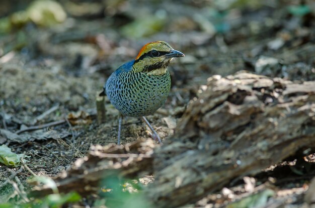 Macho de pitta azul (pitta cyanea)