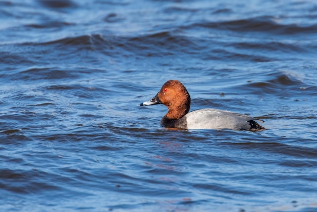 Macho de Pochard común nadando en el lago (Aythya ferina)