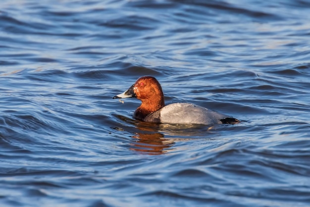 Macho de Pochard común nadando en el lago (Aythya ferina)