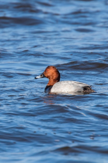 Macho de Pochard común nadando en el lago (Aythya ferina)