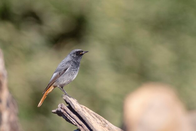 Foto el macho de la redstart negra es el phoenicurus ochruros malaga españa