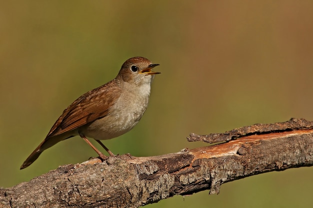 Macho de ruiseñor común cantando, pájaros, pájaros cantores, Luscinia megarhynchos