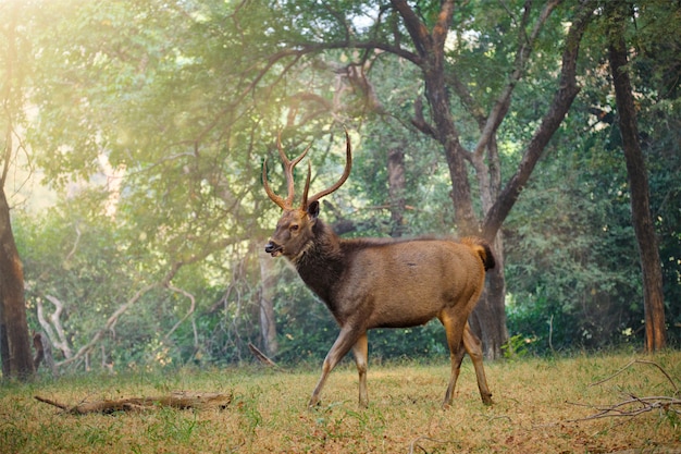 Macho sambar Rusa ciervos unicolor en el bosque del Parque Nacional Ranthambore, Rajasthan, India