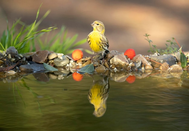 Macho de serin europeo bebiendo en un punto de agua natural en un bosque de robles y pinos