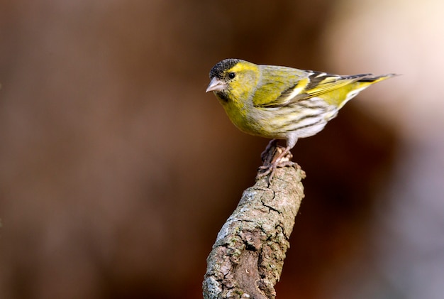 Macho de siskin euroasiático, tit, pájaros, verd canción, animal, Carduelis spinus