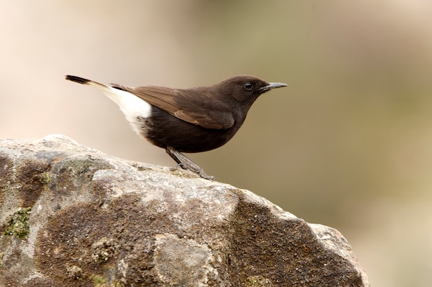 Macho de Wheatear negro con las primeras luces del día, pájaros, Oenanthe leucura