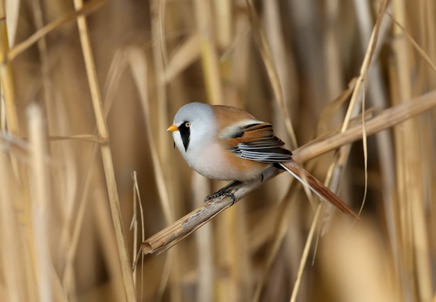 Los machos y hembras del carrizo barbudo (Panurus biarmicus) son solitarios y en grupos se posan en los tallos de los carrizos bajo la suave luz de la mañana. Fotos de primer plano y detalladas desde un ángulo inusual