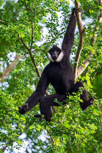 Machos pretos do gibbon em um ramo.