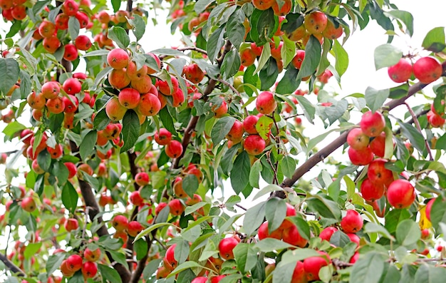 Macieira-caranguejo ornamental cheia de frutas vermelhas maduras vibrantes