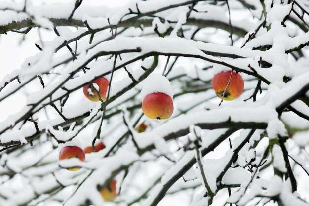 Macieira com maçãs no galho na neve, inverno