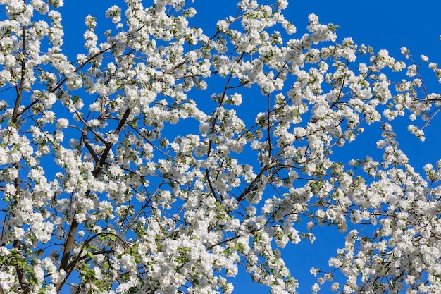 Macieira de flores de primavera em dia de sol