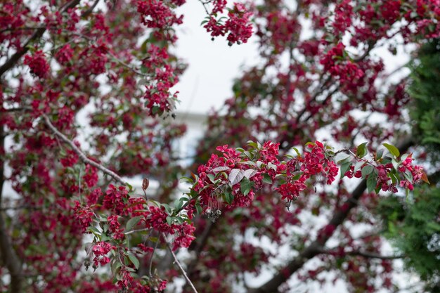 Macieira decorativa com flores vermelhas durante a floração