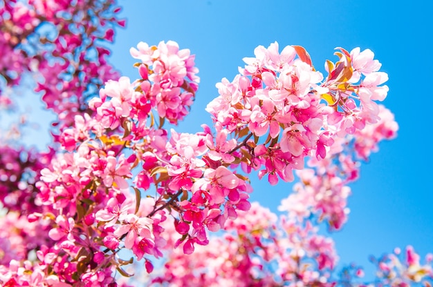 Macieira em flor. Fundo floral rosa.