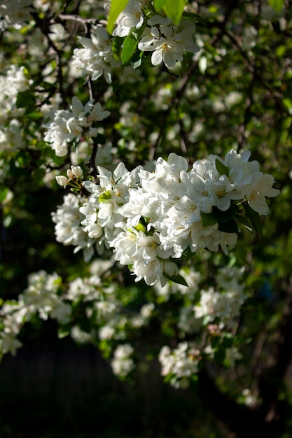 Macieira em flor Galho de macieira com flores Primavera florescendo Fundo bonito natural