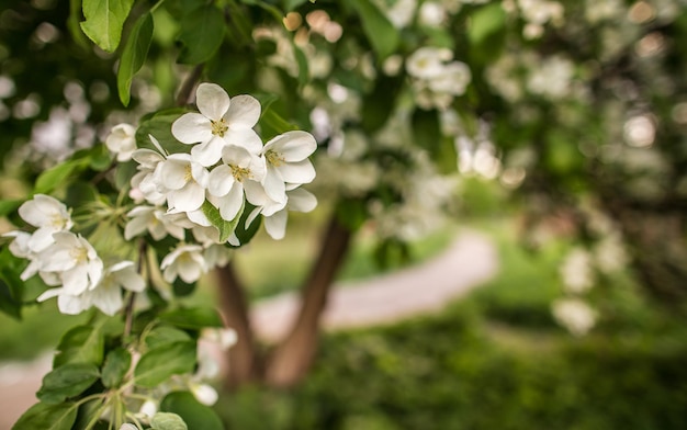 Macieira em flor no jardim na primavera com trilha ao fundo