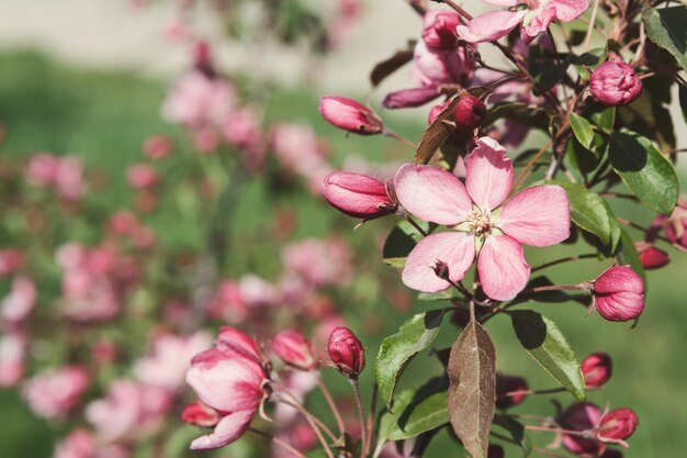 Macieira em flor, ramo com flores cor de rosa e folhas verdes closeup, plano de fundo da natureza da primavera, cópia espaço