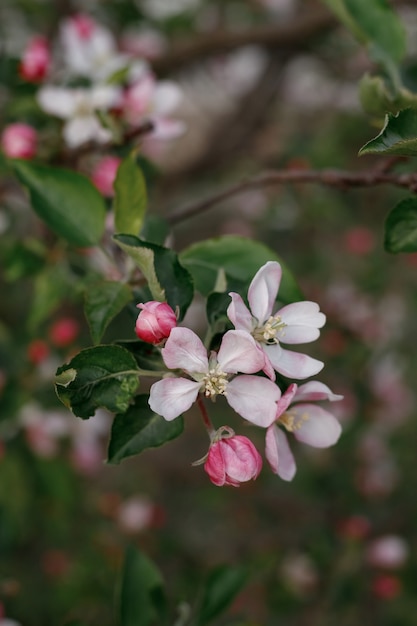 Macieira florescendo na primavera no jardim