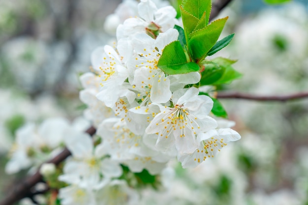 Macieira florescendo na primavera