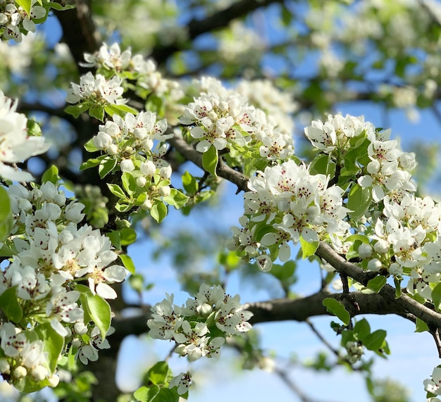 Macieira florescendo na primavera