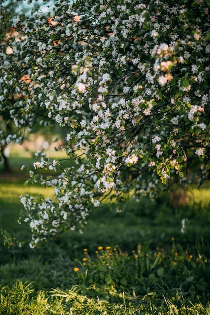 Macieira florescendo na primavera