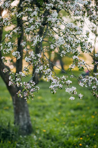 Macieira florescendo na primavera