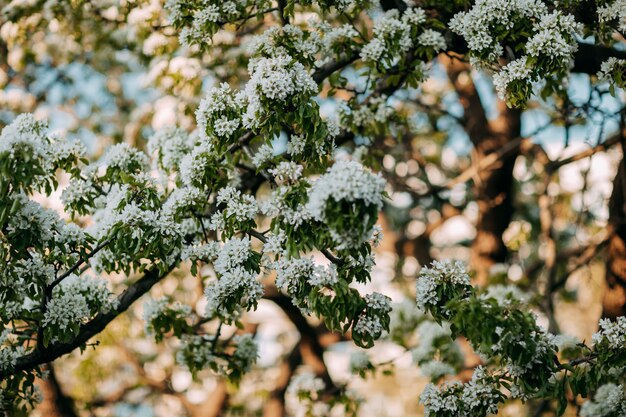 Macieira florescendo na primavera